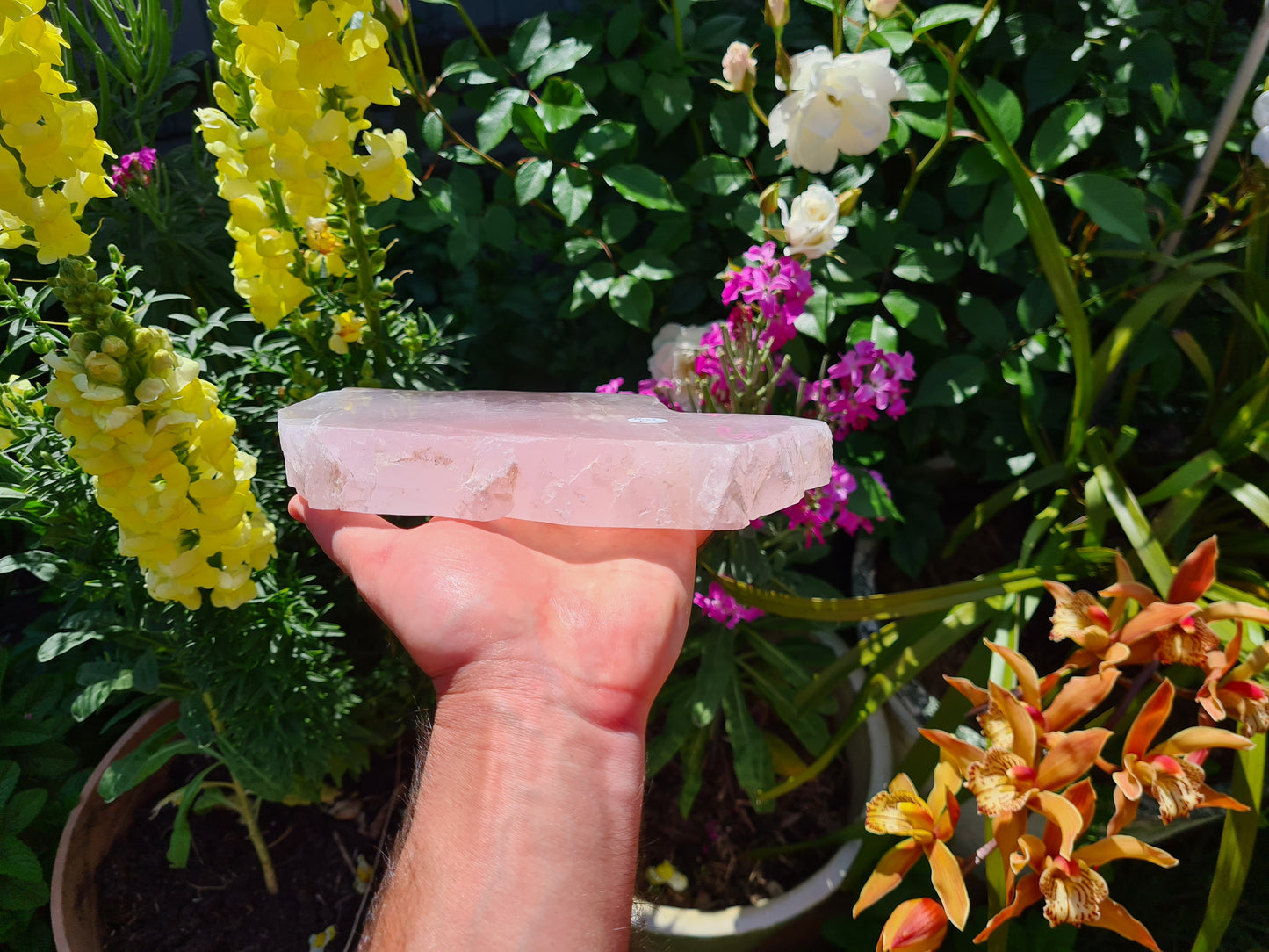 RQS6 - 1 Large Polished Rose Quartz Slice from Brazil