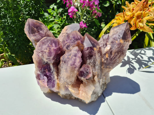 Huge 13kg Ametrine Crystal Cluster with Large Cathedral Points