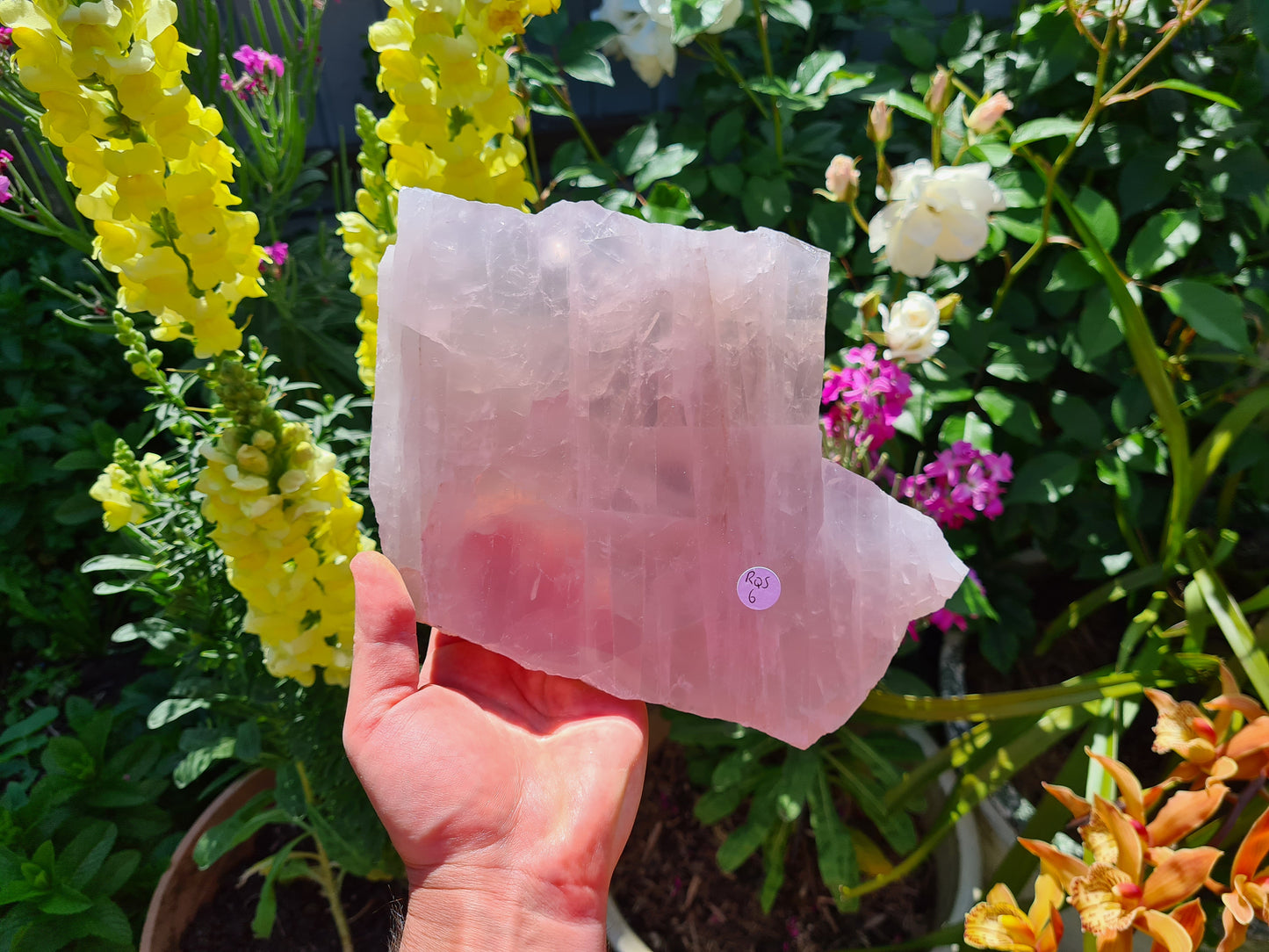 RQS6 - 1 Large Polished Rose Quartz Slice from Brazil