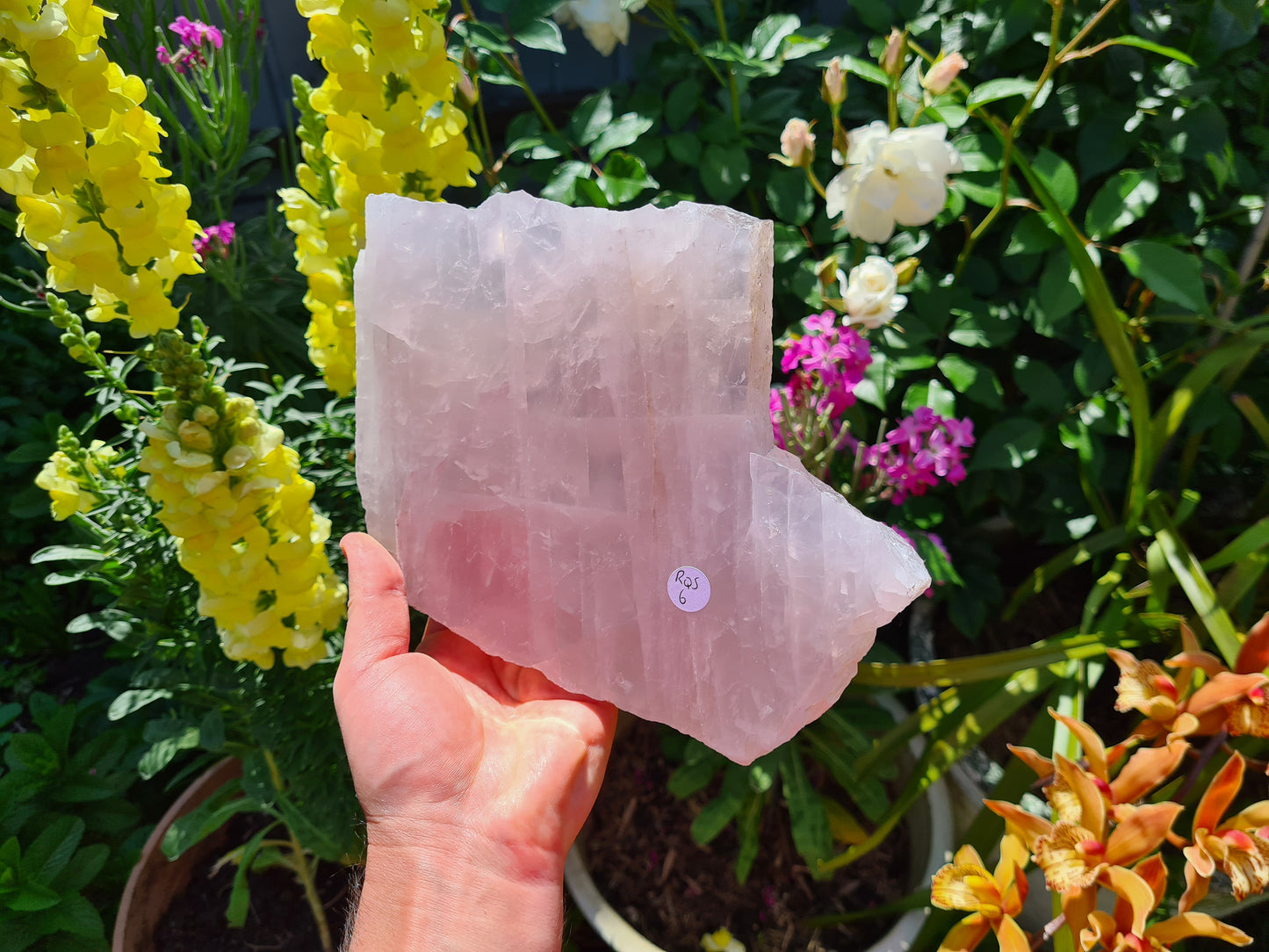 RQS6 - 1 Large Polished Rose Quartz Slice from Brazil