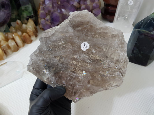 A gloved hand holding a large Smoky Quartz crystal slice that is approximately 15.5cm by 14cm in size